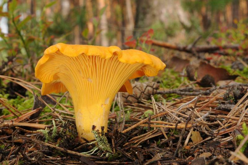 CHAMPIGNON CHANTERELLE SECHÉE